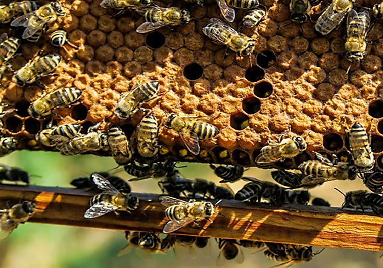 Beehive bandit arrested in Malaga: 337 stolen hives recovered in 'Operation Piquera'