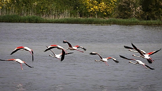 Malaga province's Herrera lagoon comes back to life: the rebith of an ephemeral natural jewel