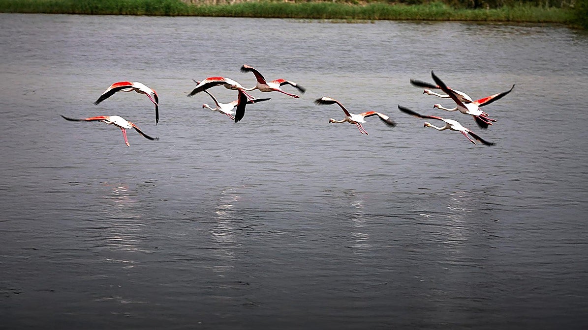 Malaga province's Herrera lagoon comes back to life: the rebith of an ephemeral natural jewel