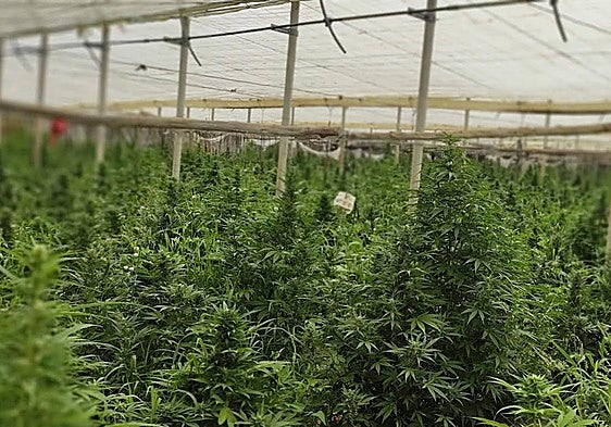 Two arrested in Axarquía village after police find 209 marijuana plants