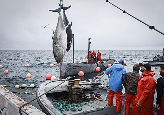 Some of the tuna captured during the almadraba that took place last week in Barbate.