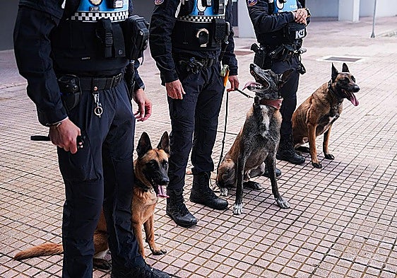 From animal shelter to police station: meet the hero rescue dogs of Palencia