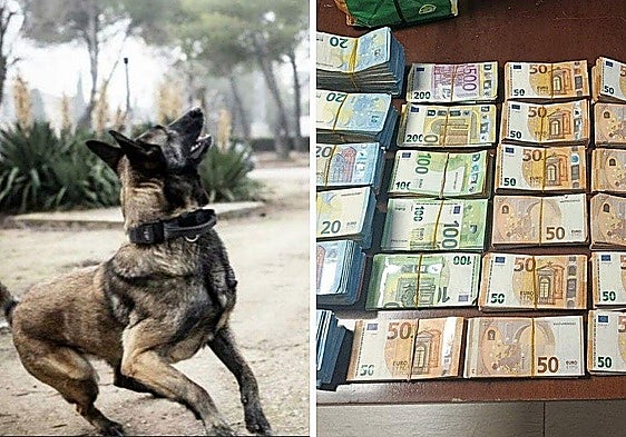 Nose for cash: Guardia Civil dog sniffs out 195,000 euros hidden in a vehicle in inland Spain