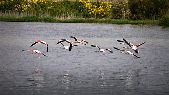 Malaga province's Herrera lagoon comes back to life: the rebirth of an ephemeral natural jewel