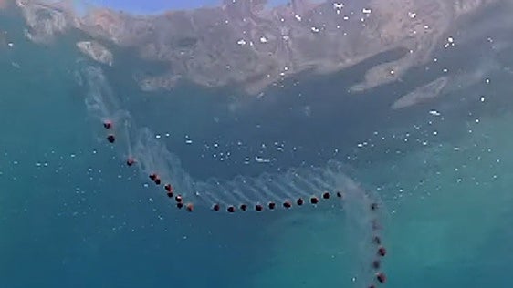 The curious sea animals that live off the coast of Almeria