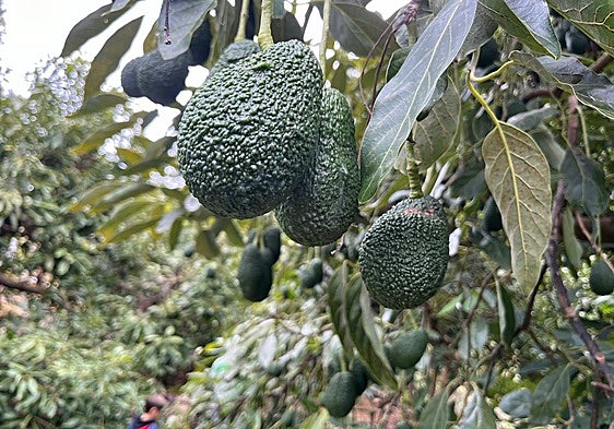 Soil bacteria, the Axarquía avocado's ally against drought