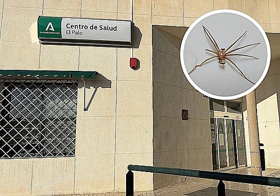 The health centre in Malaga's El Palo district (background) and a Mediterranean recluse spider (round photo).