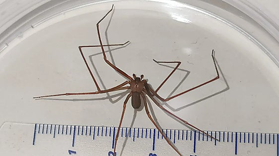 Malaga's El Palo district is among poisonous Mediterranean recluse spider's main habitats