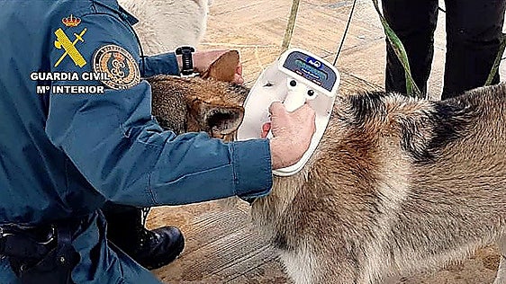 Elderly Spaniard under investigation for tying his dog to car bumper and dragging it