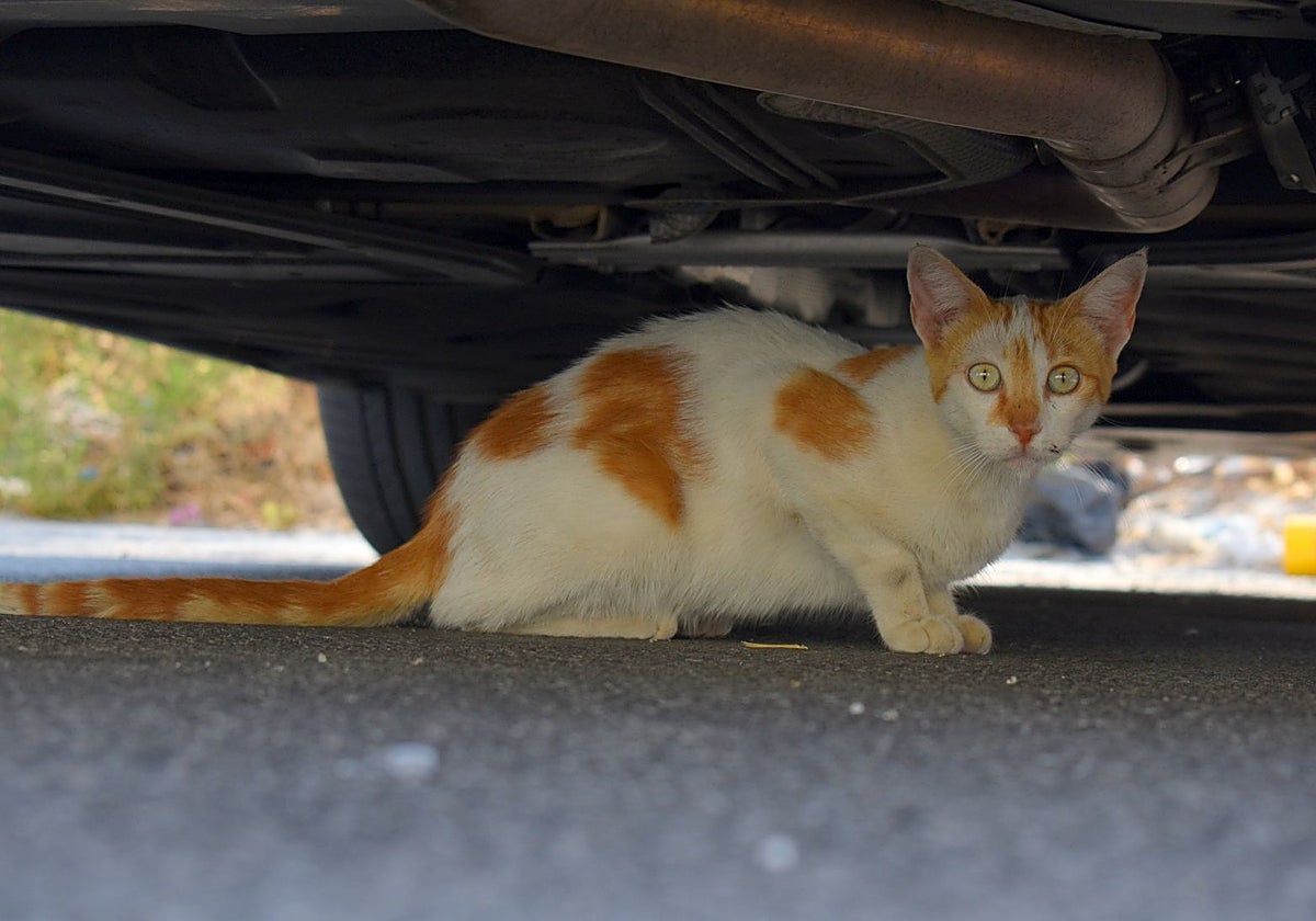 Alhaurín de la Torre has almost 2,500 cats and 80% of them are sterilised