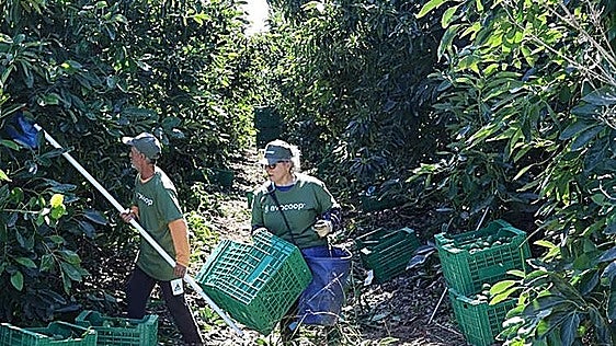 Malaga's countryside responds to increasingly demanding avocado market