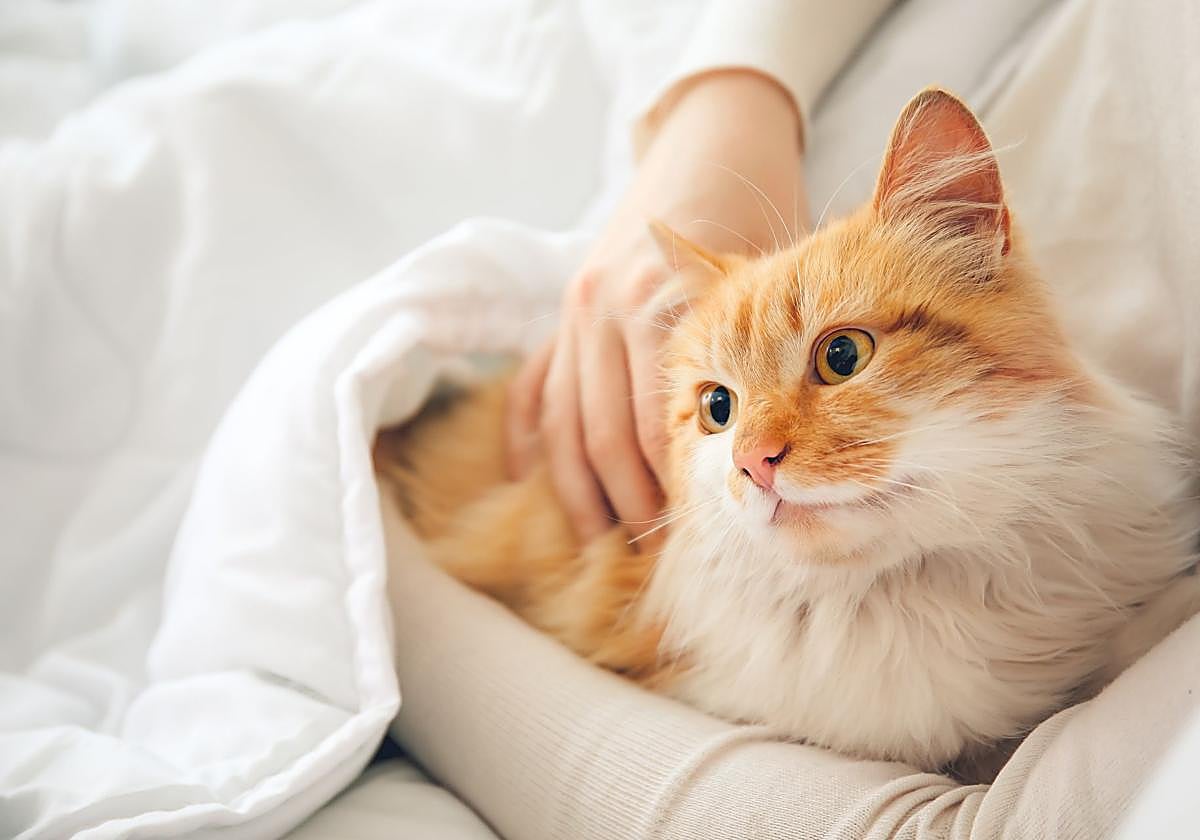 Online ‘misinformation’ could put pets at risk, warns vet charity