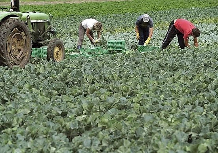 Archive photo of workers on a farm in Andalucía.