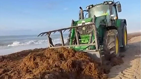 Estepona removes 950 tonnes of Asian algae from a single beach
