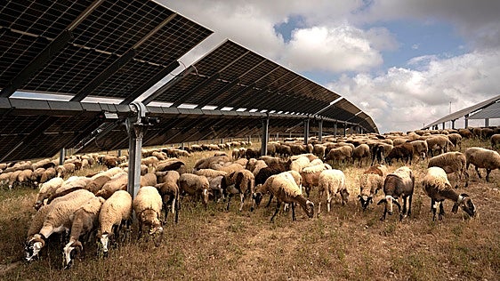 A flock of 1,500 sheep tends to a solar farm in Teba