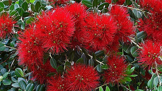 Metrosideros excelsa, a perennial tree that cares for wounds