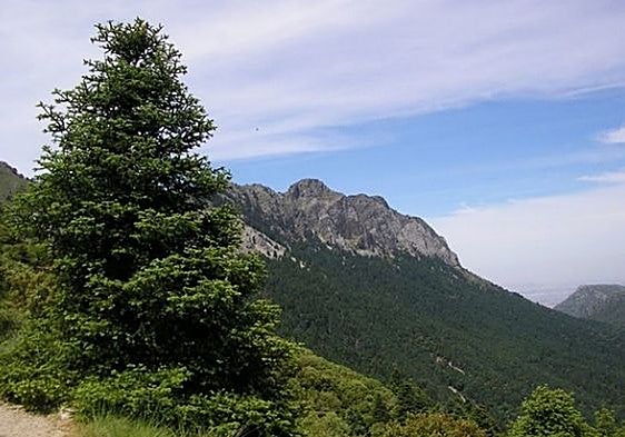 Andalusian regional government trials climate-resilient Spanish fir plantings in Cortes de la Frontera