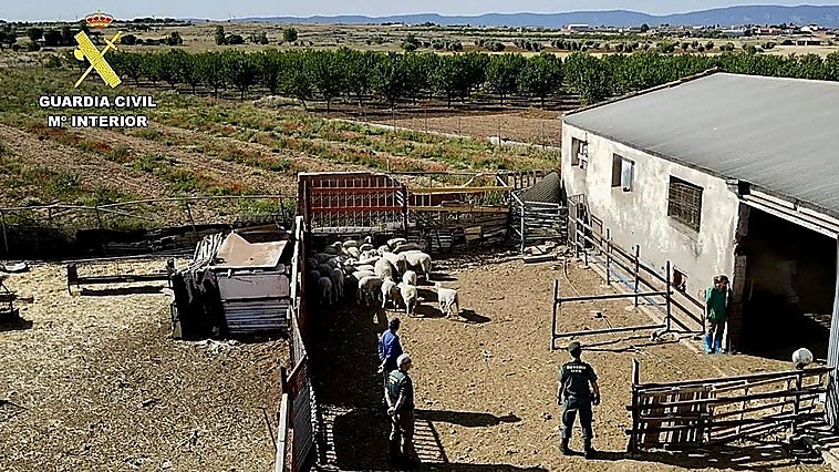 Toledo butcher arrested as over 200 sheep and goats seized in illegal slaughter investigation