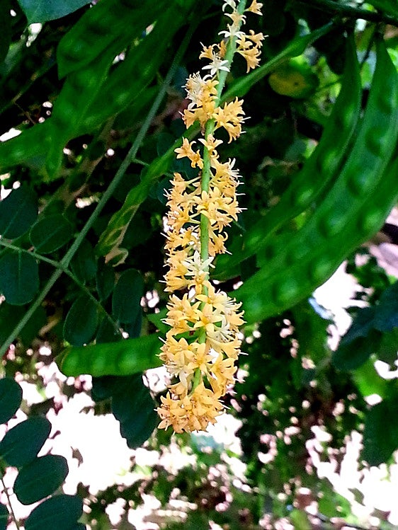 The red bead tree