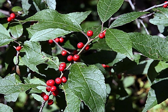 Ilex verticillata