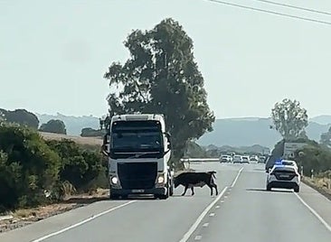 Loose bull charges vehicles on a road in Cadiz province