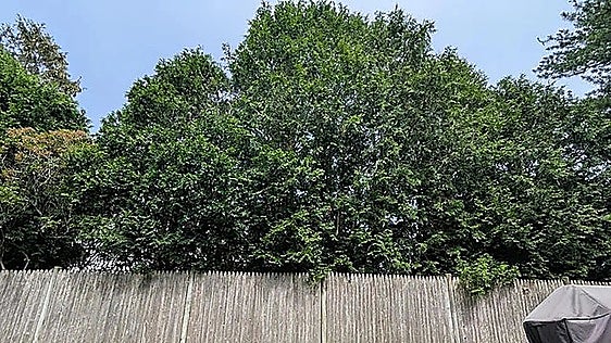 Malaga court ends neighbour dispute over five trees by ordering their felling