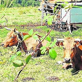 File photo of two cows.