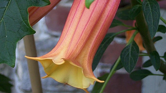 Brugmansia vulcanicola