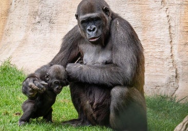 Summer brings a new way to experience BIOPARC Fuengirola after dark