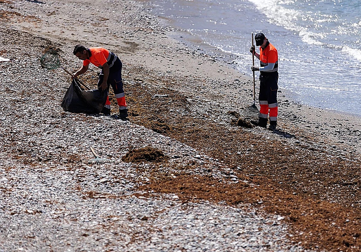 Costa del Sol doubles invasive Asian seaweed removal efforts