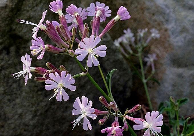 The Gibraltar campion