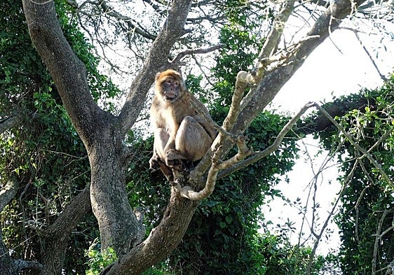 The Barbary macaque