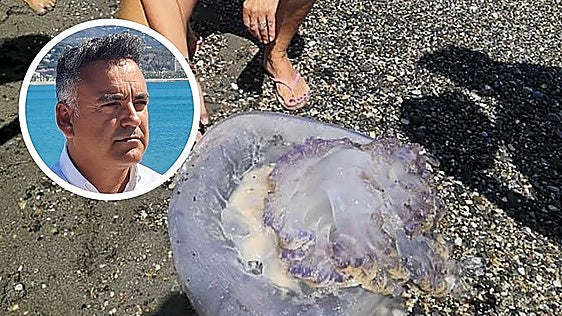 Will there will be lots of jellyfish on Granada's Costa Tropical this summer? An expert explains how to tell