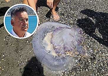 Giant jellyfish found in Salobreña, in a file photo