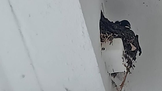 Barn swallow nest found after public appeal