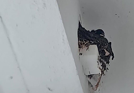 Barn swallow nest found after public appeal