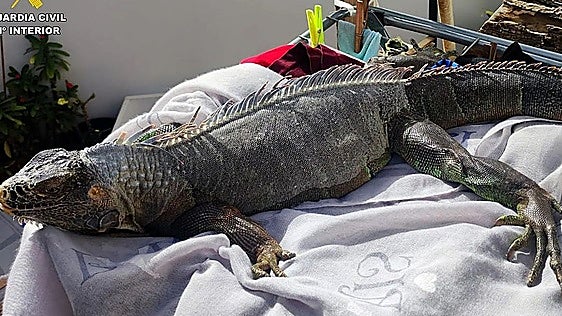 Young caiman discovered during police raid on Seville flat