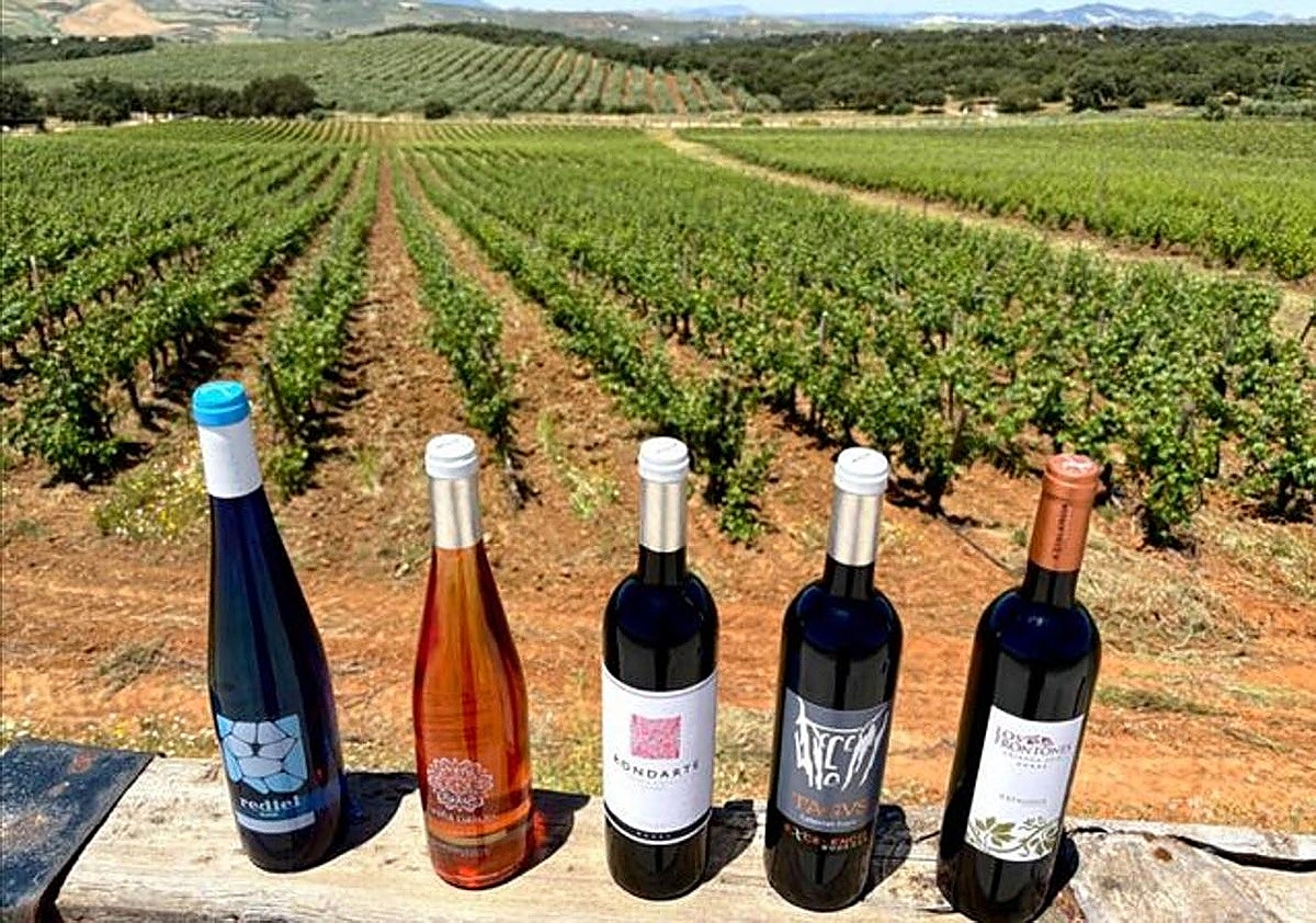 Bodegas Excelencia: the ideal space for wine tourism and production