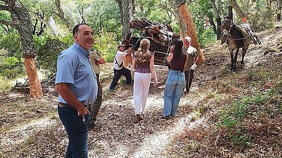 Ronda to harvest almost half a million kilos of cork from municipal woodlands