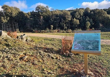 This Spanish fir forest is being restored between Conejeras and Venta El Navasillo.