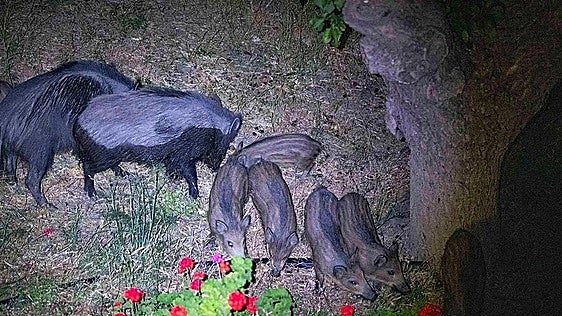 Five people injured in accident with wild boar in Granada province
