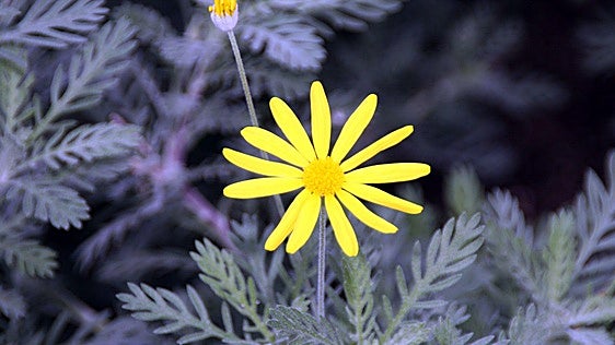 Euryops pectinatus