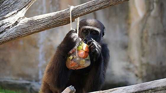 Bioparc Fuengirola using specially made frozen treats to keep animals cool during the heatwave