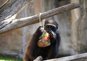 VIDEO: Bioparc Fuengirola using specially made frozen treats to keep animals cool during the heatwave