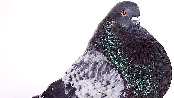 Town hall produces leaflet about the history and significance of the Vélez-Málaga Buchón pigeon
