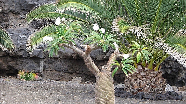 Madagascan palm