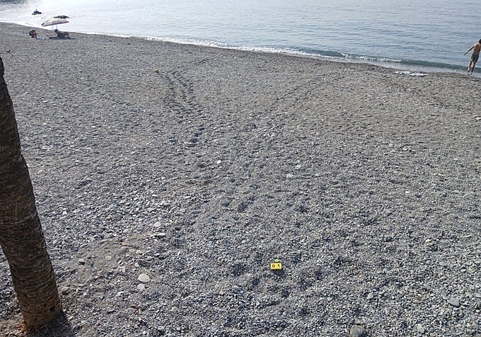 The track made by the turtle on Cotobro beach