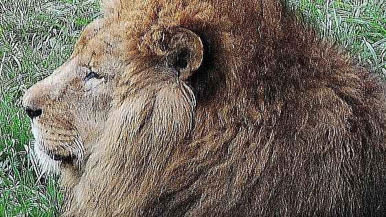 Alleged lion sighting in Toledo sparks search before Guardia Civil operation suspended