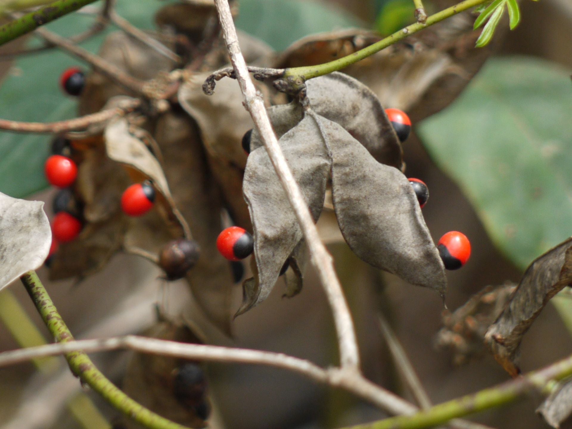 Seeds of the red bead tree