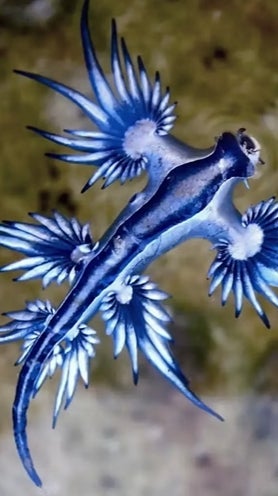 Imagen secundaria 2 - Gibraltar highlights and a 'blue dragon'.